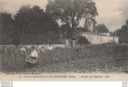 X22-33) BLANQUEFORT (MEDOC) ECOLE D'AGRICULTURE - RECOLTE DES LEGUMES - ( 2 SCANS ) - Blanquefort