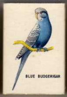 Boite D'Allumettes - ANGLETERRE/ ENGLAND - PERROQUET / PARROT - BLUE BUDGERIGAR - Matchboxes