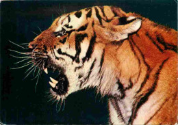 Animaux - Fauves - Tigre - Tiger - Zoo De La Palmyre - Royan - CPM - Carte Neuve - Voir Scans Recto-Verso - Tigres