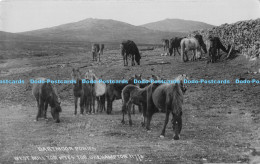 R176716 Dartmoor Ponies. West Mill Tor V Yes Tor. Okehampton 11776. Chapman - Monde