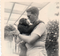 Photographie Anonyme Vintage Snapshot Singe Monkey Love - Sonstige & Ohne Zuordnung