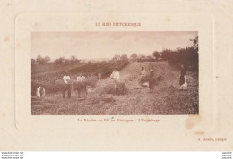 47) LE MIDI PITTORESQUE - LA RÉCOLTE DU BLÉ EN GASCOGNE - L' ENGERBAGE - EDITEUR A. CAVAILLÉ A LAROQUE TIMBAUT - 2 SCANS - Laroque Timbault