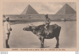 L16- CAIRO - PYRAMIDS AND A NATIVE BOY ON A BUFFALO AT THE NILE - (2 SCANS) - El Cairo