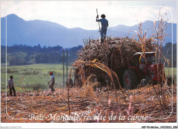 AKPP8-0636-METIER - GUADELOUPE - BAIE-MAHAULT - RECOLTE DE LA CANNE A SUCRE  - Paysans