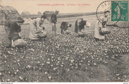 S24-45) PITHIVIERS EN GATINAIS  (LOIRET) LE SAFRAN - LA CUEILLETTE - Pithiviers