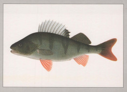 FISCH Tier Vintage Ansichtskarte Postkarte CPSM #PBS854.A - Pescados Y Crustáceos