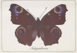 FARFALLA Animale Vintage Cartolina CPSM #PBS462.A - Butterflies
