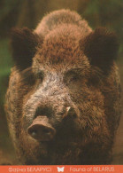 PIGS Tier Vintage Ansichtskarte Postkarte CPSM #PBR783.A - Schweine