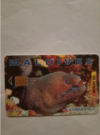 MALDIVES MORAY EEL MURENE 50RF UT - Maldives