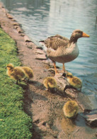 OISEAU Animaux Vintage Carte Postale CPSM #PAN321.FR - Oiseaux