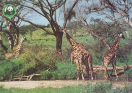 JIRAFA Animales Vintage Tarjeta Postal CPSM #PBS960.ES - Giraffe