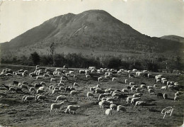 Animaux - Moutons - Environs De Clermont-Ferrand - Le Puy De Dôme (1465 M) - Carte Dentelée - CPSM Grand Format - Etat P - Sonstige & Ohne Zuordnung