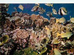 Animaux - Poissons - Poissons Des Tropiques - Jardin De Corail - 5878 - Carte Neuve - CPM - Voir Scans Recto-Verso - Vissen & Schaaldieren