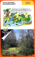 Disney Humour Les Everglades Fiche Illustrée Documentée Peuples Et Pays - Sonstige & Ohne Zuordnung