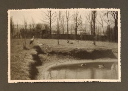 CP. Étang, Mare, Cigognes, Canards, Oies. Gevaert. - A Identifier