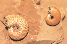 07-LA VOULTE SUR RHONE-MUSEE DE PALEONTOLOGIE-N°2836-A/0189 - La Voulte-sur-Rhône