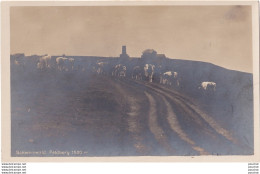 O7- SCHWARZWALD  - FELDBERG  1500 M - ( TROUPEAU DE VACHES - 2 SCANS ) - Feldberg