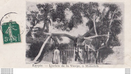 O26- LE CAIRE - L 'ARBRE DE LA VIERGE , A MATARICH   - El Cairo