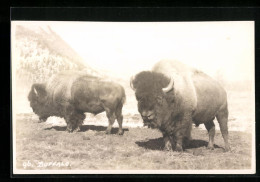 Foto-AK Zwei Büffel Auf Einer Weide  - Cows