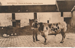 M15-77) HAUTEFEUILLE - DOMAINE TOURNELLES - TAUREAU COTENTIN - (2 SCANS) - Other & Unclassified