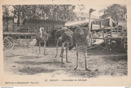 M7- DAKAR - AUTRUCHES DU SENEGAL  - (2 SCANS)  - Sénégal