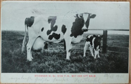 COW, KUH, MUCCA, VACHE, LEEUWARDEN, HOLLAND, NEDERLAND, 1911 - Kühe
