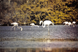 EQUATEUR ECUADOR SUD ISLAS GALAPAGOS - Equateur