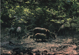 PUBLICITE - Image Du Morvan - Au Cœur De La Bourgogne - Parc Naturel Régional Du Morvan - Carte Postale Ancienne - Autres & Non Classés