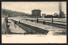 AK Erfurt, Brunnenkress-Ernte Im Schnee  - Erfurt