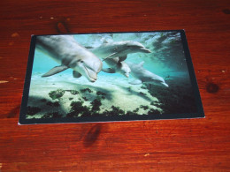 77375-        12 X 17 CM. CARD - DOLFIJNEN  DOLFINS - Delfines