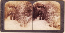 26912 / ⭐ ♥️ UNDERWOOD Photography Stereo-views 1905 VATICAN Gardens Bower Of St ANTONY Tonnelle St ANTOINE Roma Rome  - Vatican