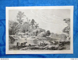 Gravure Année 1861 - Bords De La Riviere Sedger - Sponde Del Fiume Sedger - Avant 1900