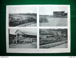 WW1 Guerra Mondiale 1918 Parco Automobilistico Vincennes, Francia - Other & Unclassified