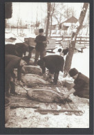 Hungary, Bekescsaba, Pig Killing In 1937, From Collection Of Gyorgy Galberki, Reprint. 2005 - Hongrie