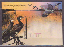 POLAND. 2006/Mazury _Great Black Cormorant_.. PostCard/unused. - Nuovi