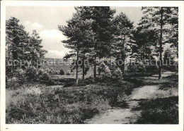 71540567 Lueneburger Heide Am Brunsberg Lueneburger Heide - Walsrode