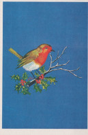 PÁJARO Animales Vintage Tarjeta Postal CPSM #PAM662.A - Birds