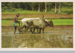 VACA Animales Vintage Tarjeta Postal CPSM #PBR795.A - Vaches