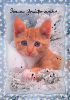 CAT KITTY Animals Vintage Postcard CPSM #PBQ793.A - Katzen