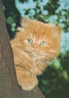 CAT KITTY Animals Vintage Postcard CPSM #PAM580.GB - Katzen