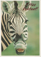 ZEBRA Animale Vintage Cartolina CPSM #PBR910.IT - Cebras