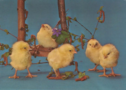 PASQUA POLLO Vintage Cartolina CPSM #PBO944.IT - Ostern