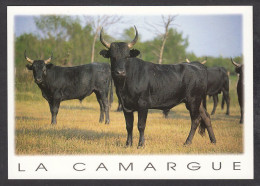 065968/ Taureaux De Combat En Camargue - Taureaux