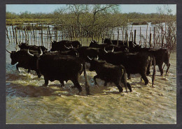 065967/ Taureaux De Combat En Camargue - Stiere