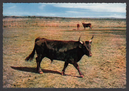 065965/ Taureaux De Combat En Camargue - Stiere