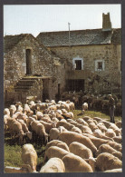 116451/ Les Grands Causses De Lozère, Départ De La Bergerie - Sonstige & Ohne Zuordnung