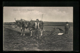 AK Typische Französische Eigenarten, Ochsen-Gespann  - Kühe