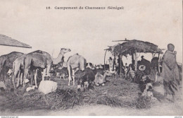 E1- SENEGAL - CAMPEMENT DE CHAMEAUX - ( 2 SCANS ) - Sénégal