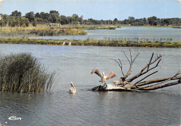 21-VILLARS LES DOMBES-PARC ORNITHOLOGIQUE-N°4502-A/0339 - Sonstige & Ohne Zuordnung