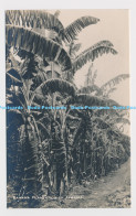 C015003 Banana Plantation In Jamaica. Imperial Institute - World